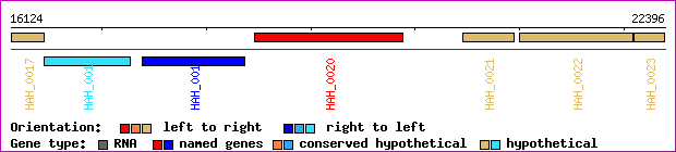 gene map