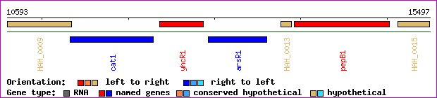 gene map