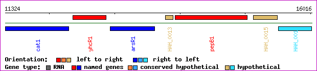 gene map