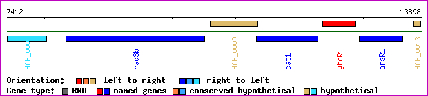 gene map