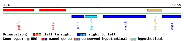 gene map
