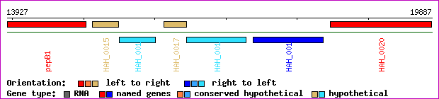gene map