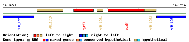 gene map