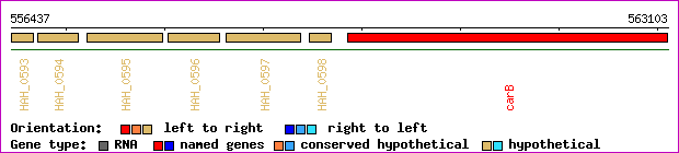 gene map