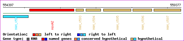 gene map