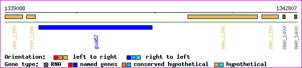 gene map