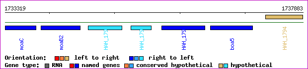 gene map