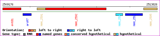 gene map
