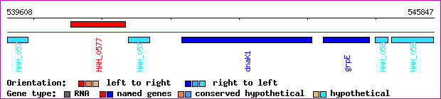 gene map