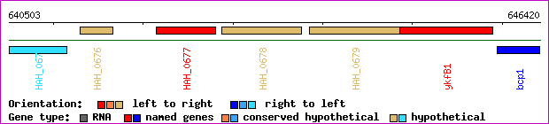 gene map