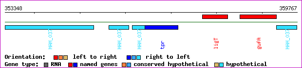 gene map