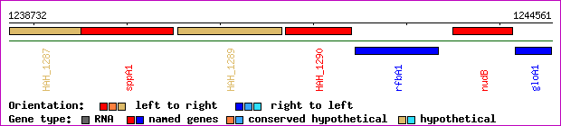 gene map
