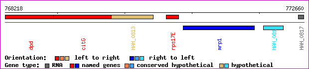 gene map