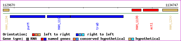 gene map