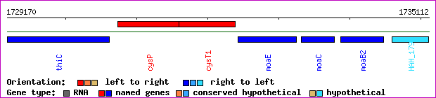 gene map