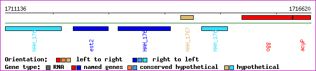 gene map