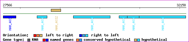 gene map