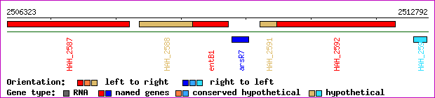 gene map