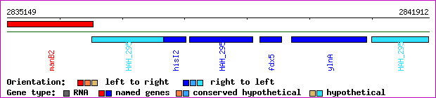 gene map