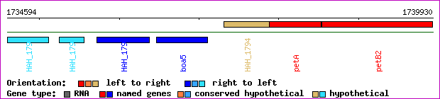 gene map