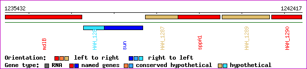 gene map