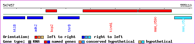 gene map