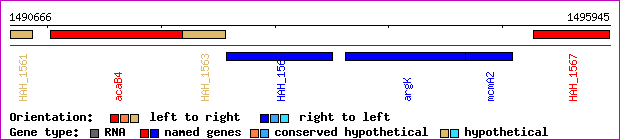 gene map
