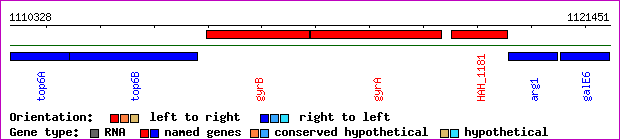gene map