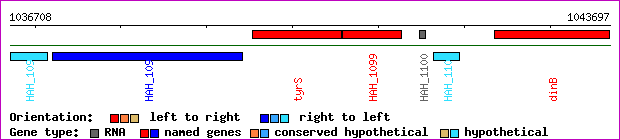 gene map