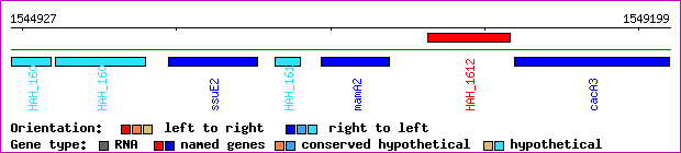 gene map