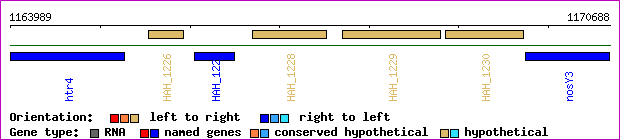 gene map