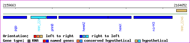 gene map