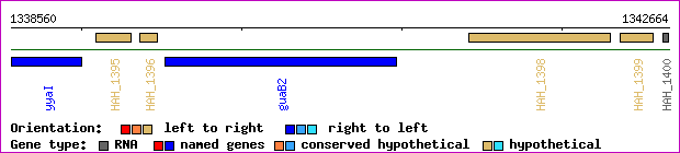 gene map