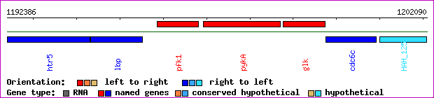 gene map