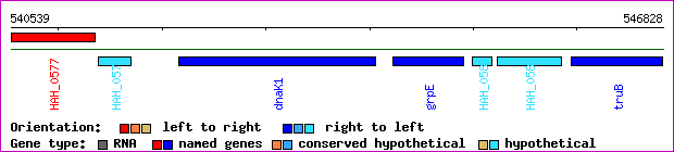 gene map