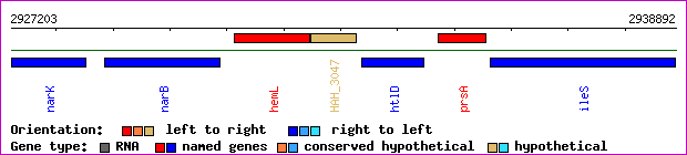 gene map
