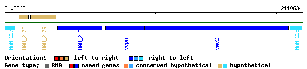 gene map