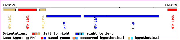 gene map