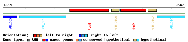 gene map