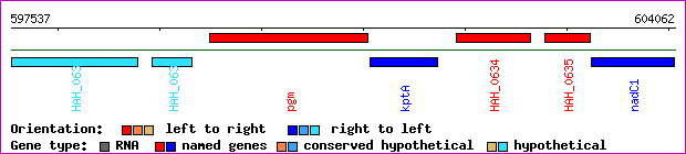 gene map