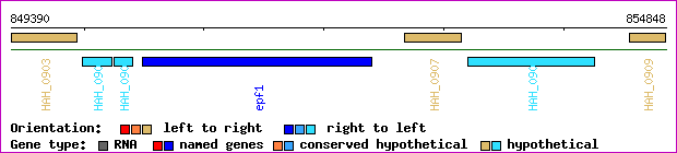 gene map