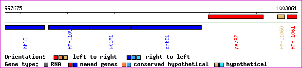 gene map