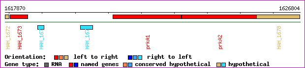 gene map