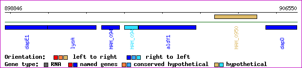 gene map