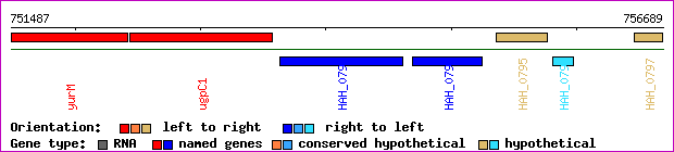 gene map