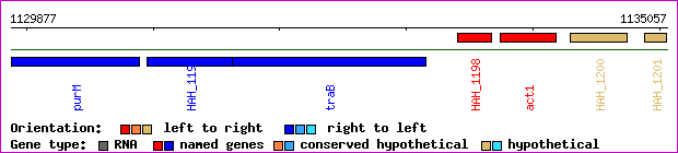 gene map