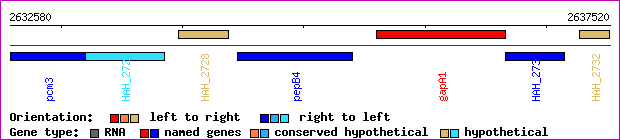 gene map