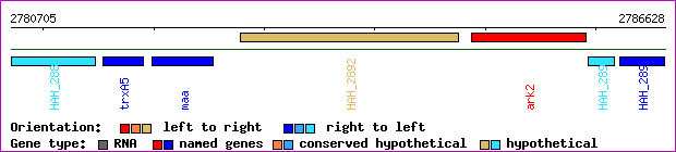 gene map
