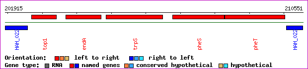 gene map