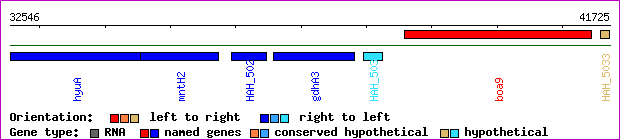 gene map